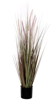 Plante Dogtail en pot H120cm D15cm