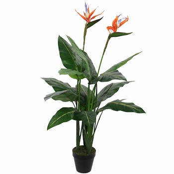 Strelitzia en pot 110 cm