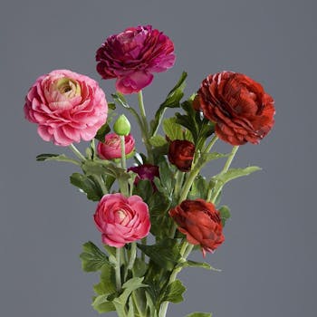 Renoncule fuchsia