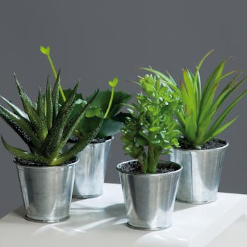 Agave Succulente en pot zinc (à l'unité)