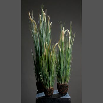 Roseau en motte avec racines 90CM