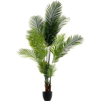 Palmier dans son pot en ciment noir H170cm