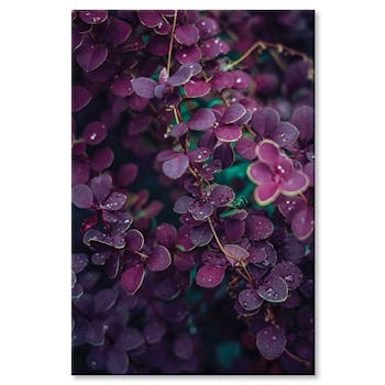 Tableau photo plexiglas rosée du matin