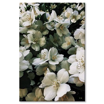 Tableau photo plexiglas bouquet de fleurs blanches