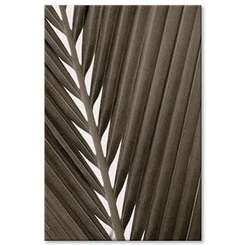 Tableau photo plexiglas feuille palmier visuel 1