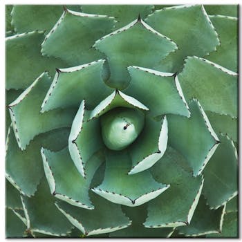 Tableau photo plexiglas cactus