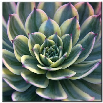 Tableau photo plexiglas plante grasse