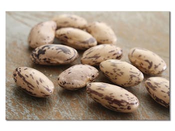 Tableau photo plexiglas haricots secs