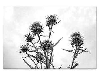 Tableau photo plexiglas chardon noir et blanc