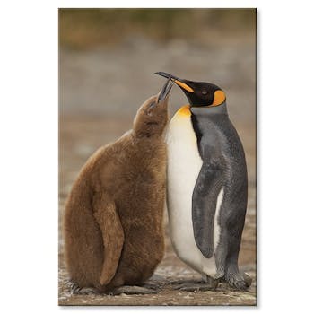 Tableau photo plexiglas duo de pingouins