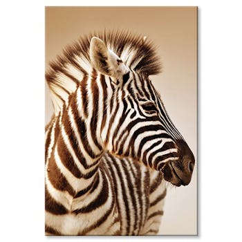 Tableau photo plexiglas zèbre