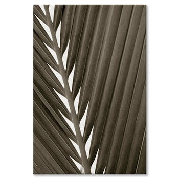 Tableau design feuille palmier visuel 1 aluminium