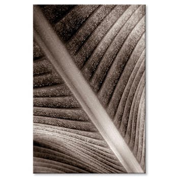 Tableau design feuille palmier visuel 2 aluminium