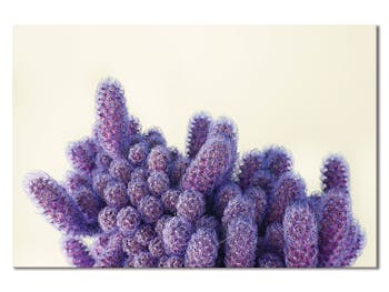 Tableau design cactus violet aluminium