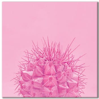 Tableau design cactus fond rose aluminium