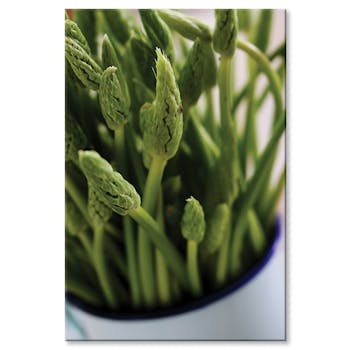 Tableau design asperges sauvages aluminium