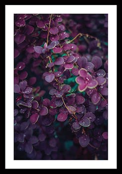 Affiche décorative encadrée rosée du matin