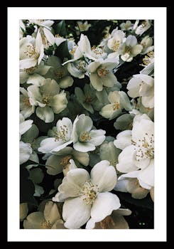 Affiche décorative encadrée bouquet de fleurs blanches