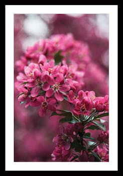 Affiche décorative encadrée fleurs roses