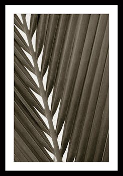 Affiche décorative encadrée feuille palmier visuel 1