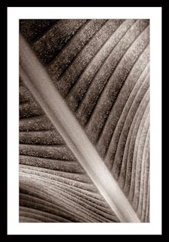 Affiche décorative encadrée feuille palmier visuel 2