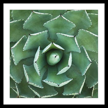 Affiche décorative encadrée cactus