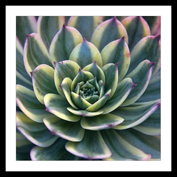Affiche décorative encadrée plante grasse