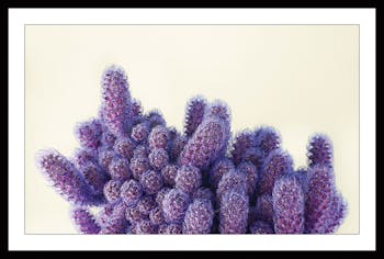 Affiche décorative encadrée cactus violet