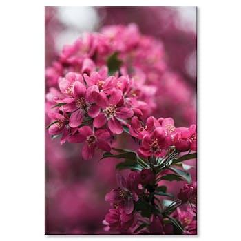 Tableau toile fleurs roses