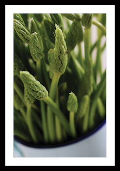 Affiche cuisine encadrée asperges sauvages