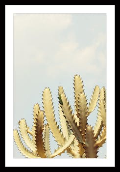 Affiche décorative encadrée cactus dentelé