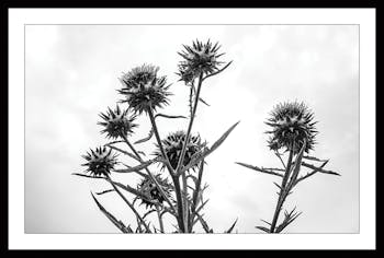Affiche décorative encadrée chardon noir et blanc