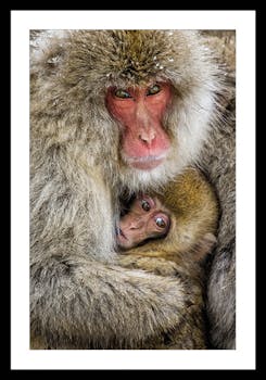 Affiche décorative encadrée singes japonais