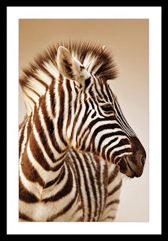 Affiche décorative encadrée zèbre
