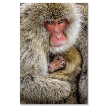 Tableau toile singes japonais