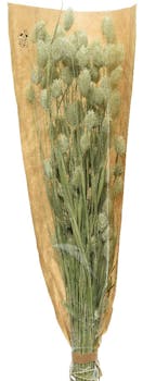 Bouquet de phalaris fleurs naturelles séchées 50 cm