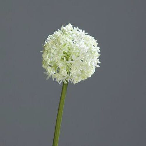 Allium couleur crème, 75cm