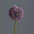 Allium couleur lavande, 75cm