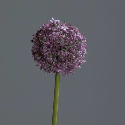 Allium couleur lavande, 75cm