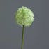 Allium couleur vert, 75cm