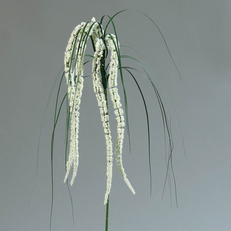 Amaranthus crème