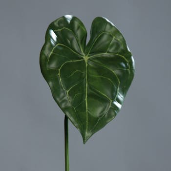 Anthurium