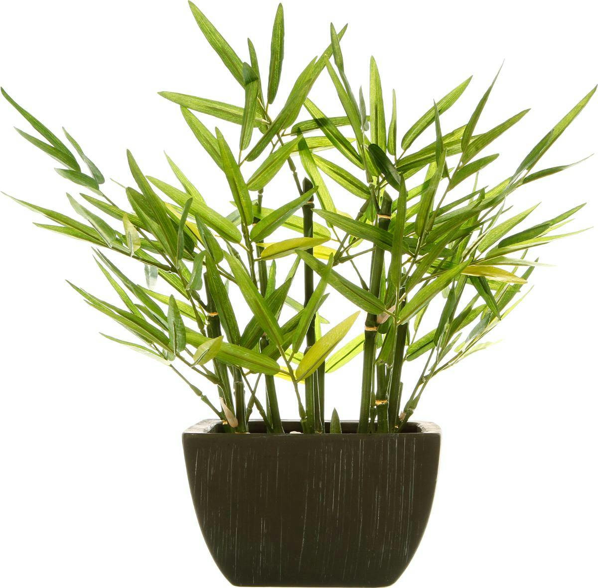 Bambou dans son pot noir 36x36xH35cm