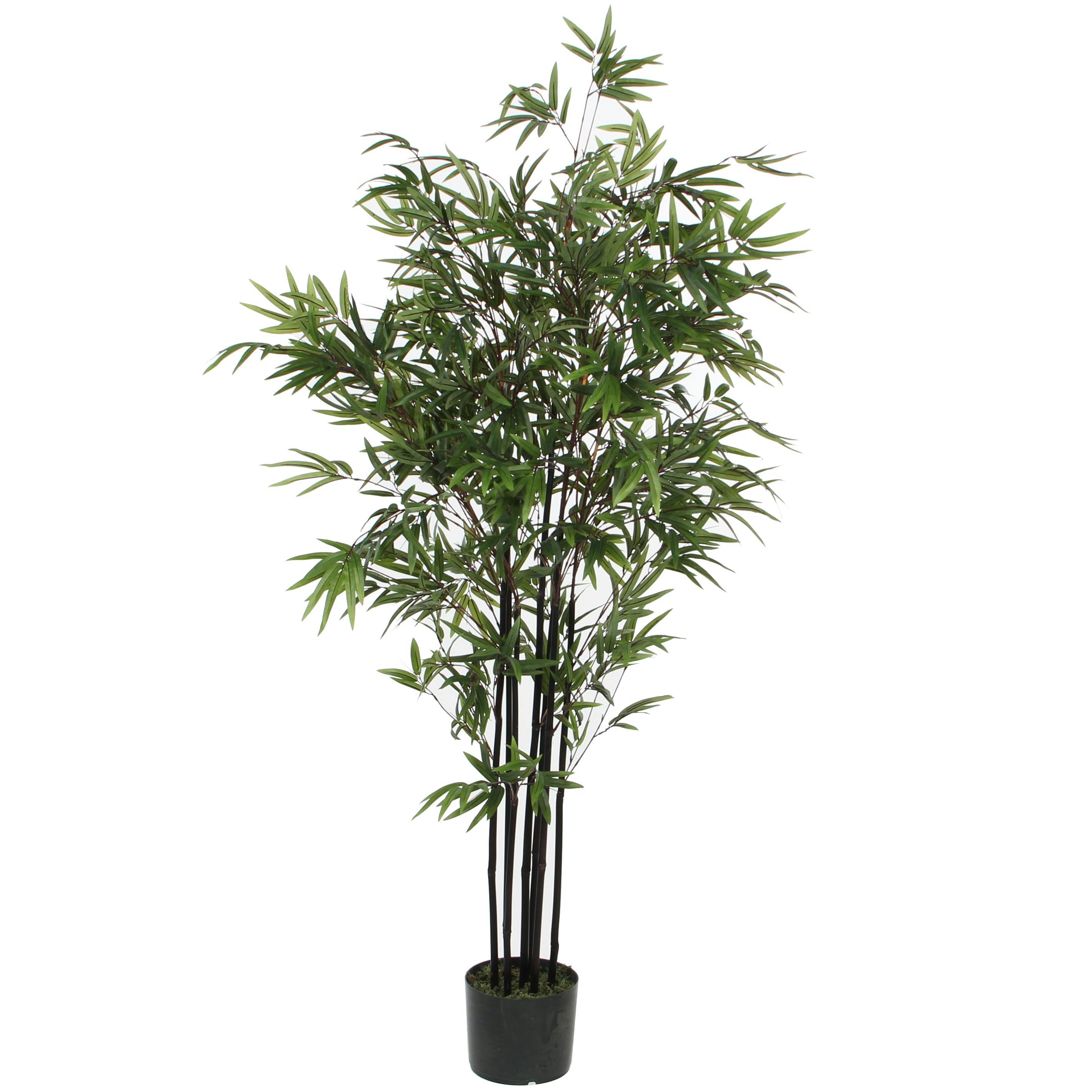Bambou en pot 150 cm