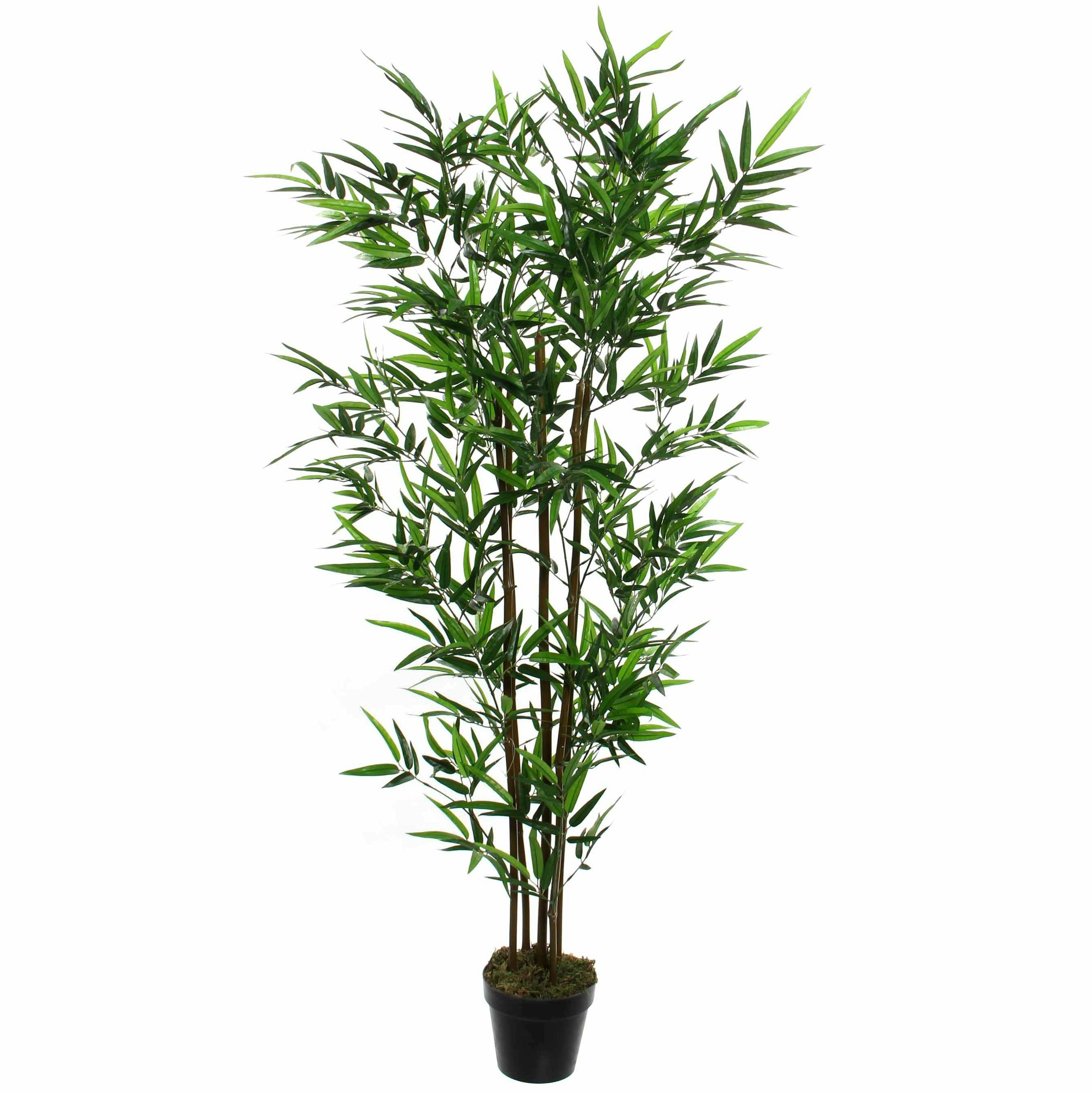 Bambou en pot 155 cm