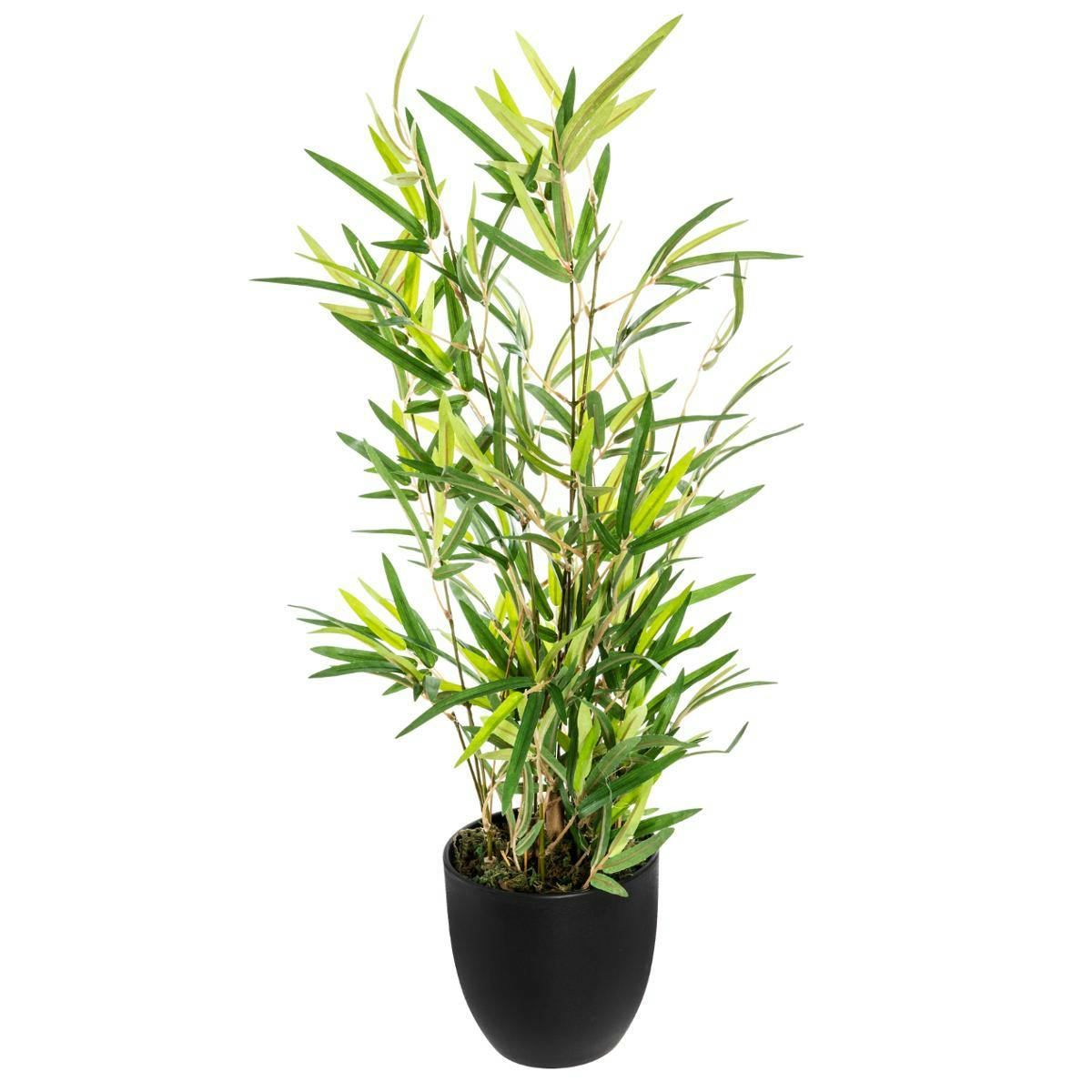 Bambou en pot H60cm