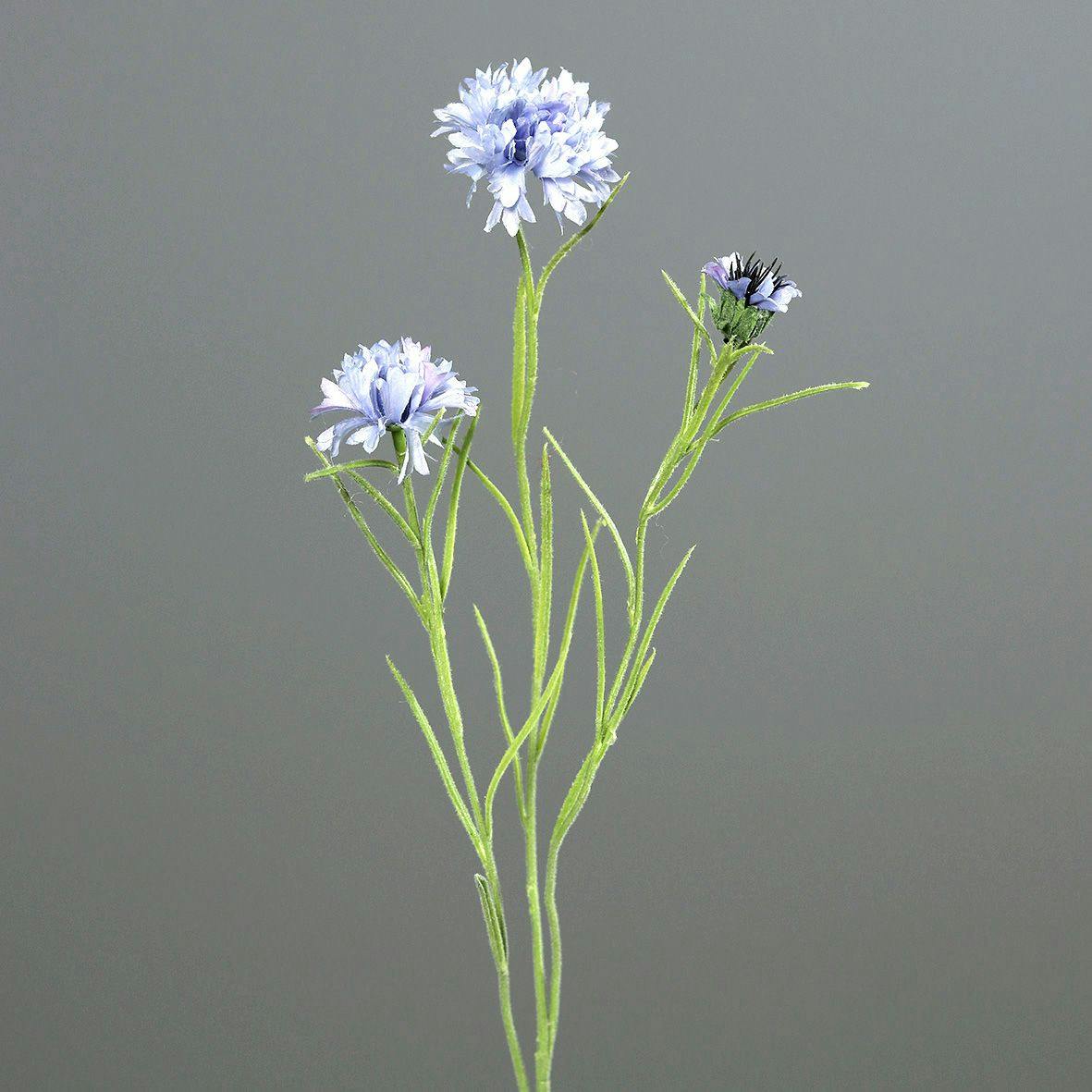 Bleuet bleu clair tige 64 cm