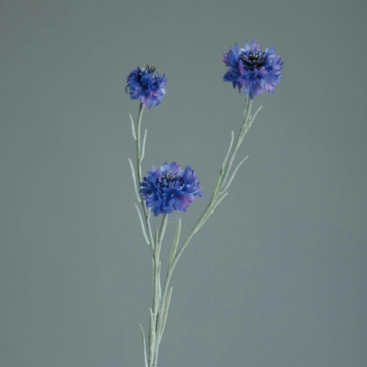 Bleuet des champs 59CM