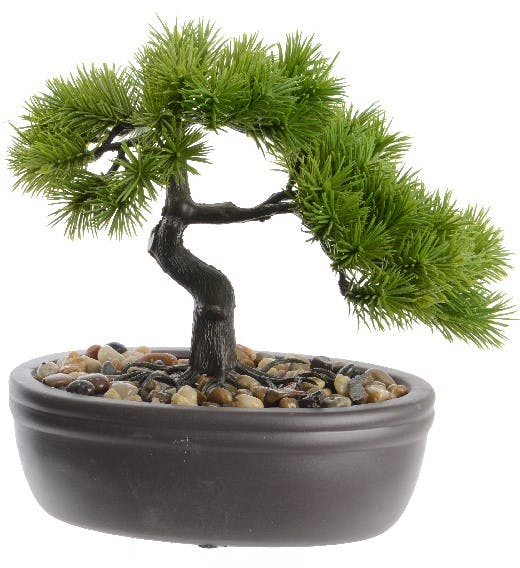 Bonzai feuilles piquantes en pot