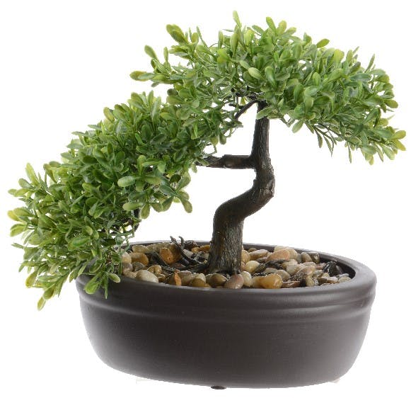 Bonzai feuilles rondes en pot